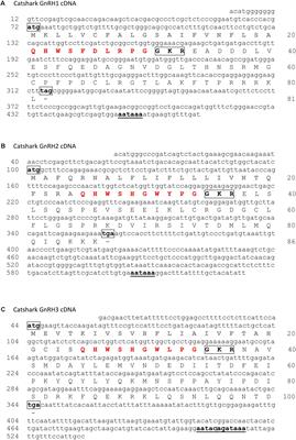 Characterization of Gonadotropin-Releasing Hormone (GnRH) Genes From Cartilaginous Fish: Evolutionary Perspectives